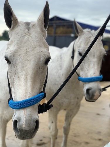 Handmade rope headcollars - rope,