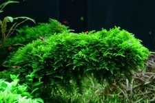 50g java moss live aquarium - 50g,