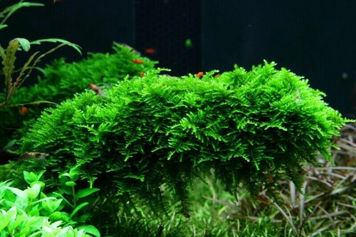 10g java moss live aquarium - moss,