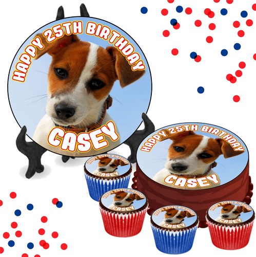 Jack russell close - jack,