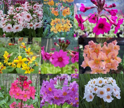 Plant candelabra primula - plant,