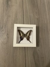 Striped Swordtale Butterfly Box Framed 12x12cm