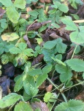 25 Wild Strawberry Plants, Baby Bare Root Plants, Fragaria Vesca, Tasty Fruit