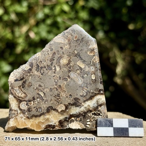 Promicroceras ammonite fossil - ammonite,