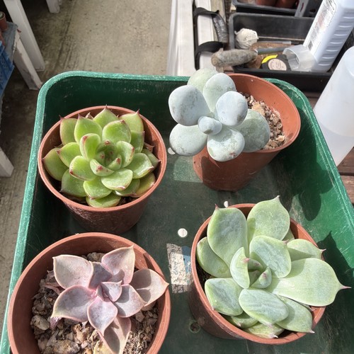 Mixed succulent collection - , of