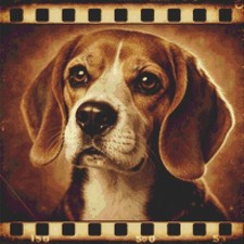 Beagle Puppy Dog Echoes on