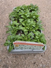 Alyssum Snow Crystals - Garden