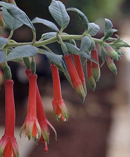 Fuchsia ben jong beautiful - jong,,