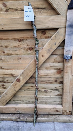 Twisted twisty wood - wood, hazel