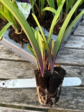 Tradescantia Ohio Spiderwort
