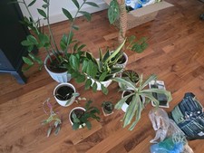 House Plants