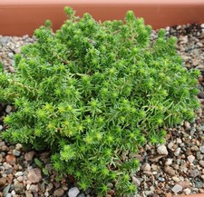Hardy Sedum Cuttings 1-10