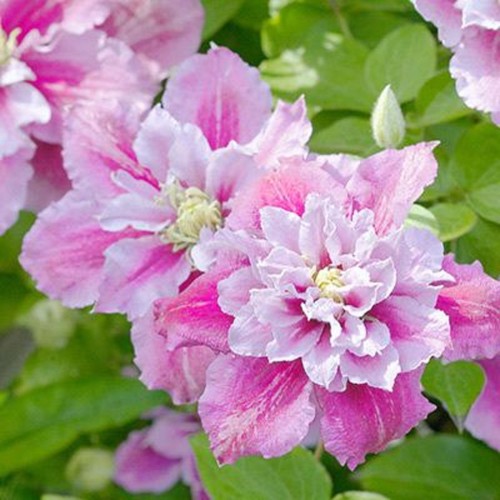 Double pink white clematis - pink,