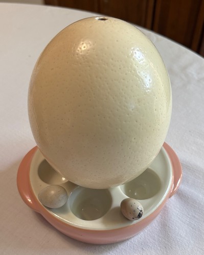 Genuine real ostrich egg - real, 2