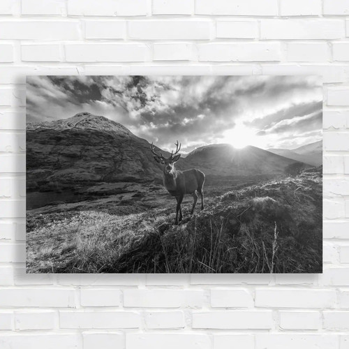 Stag mountain captivating - on,