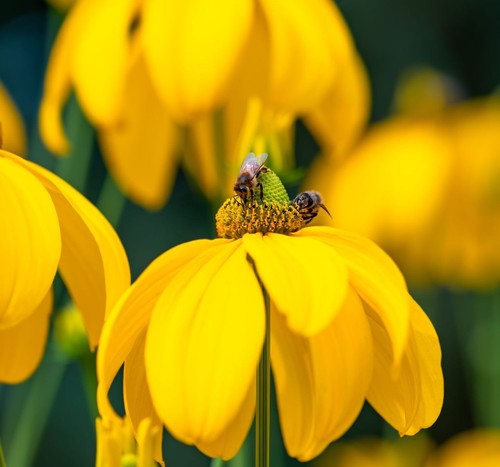 Rudbeckia laciniata 2ltr - rudbeckia, 'laciniata'