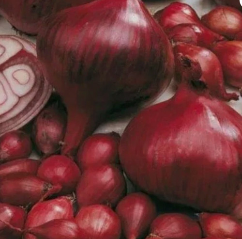 Onion sets x25 - x25, baron'