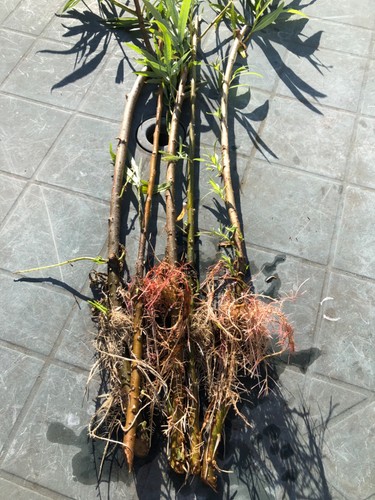 5x55cm rooted salix - salix, willow