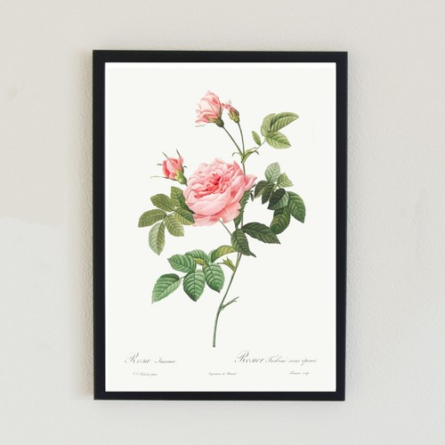Vintage rose botanical retro - botanical,