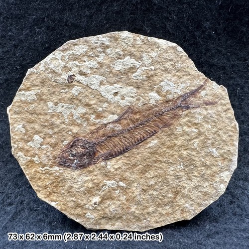 Eocene fossil fish - eocene, matrix