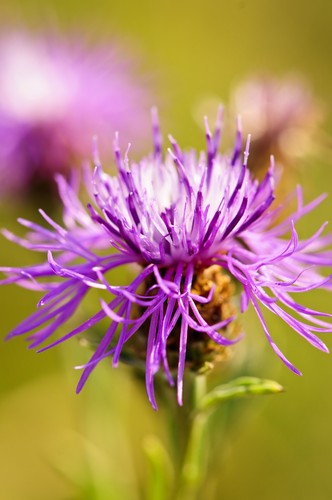 Common knapweed seeds 300 - common,