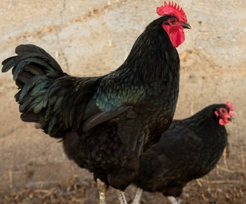 Jersey giant hatching eggs - ,