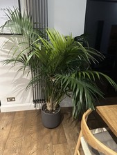 Arena Palm 140 CM, Very Large