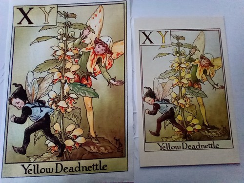 Yellow deadnettle alphabet - yellow,