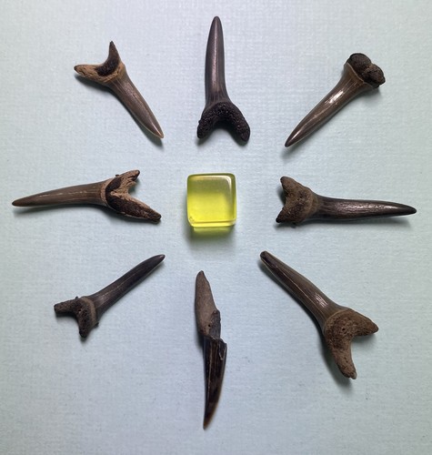 Large fossil sharks - 8,