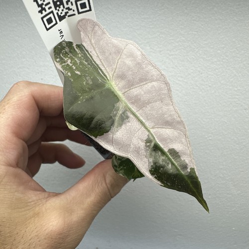 Alocasia polly pink - alocasia,