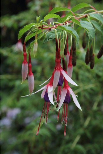 Fuchsia lady bacon - bacon',