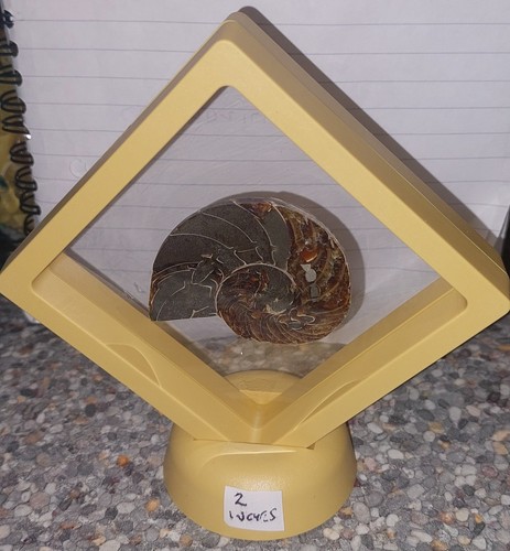 Polished ammonite fossil - ammonite, in