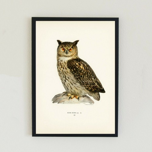 Eurasian eagle owl vintage - eurasian,