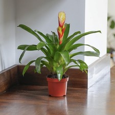 Yellow Bromeliad Houseplant