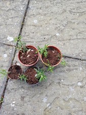 Rosemary Plant In  Small Pot