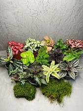 TERRARIUM LOWER PLANTS | Set