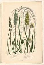 GRASSES - Anne Pratt Botanical