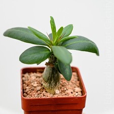 Pachypodium succulentum, nice caudiciform seedling