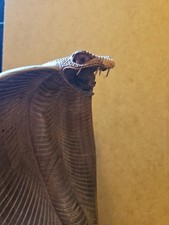 Large Solid Wood Carved Cobra Snake Vintage Wooden Statue - 31cm Tall