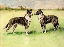SMOOTH COLLIE TWO DOGS LOVELY