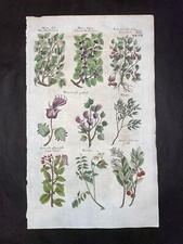 JONSTON & MERIAN - MULBERRY