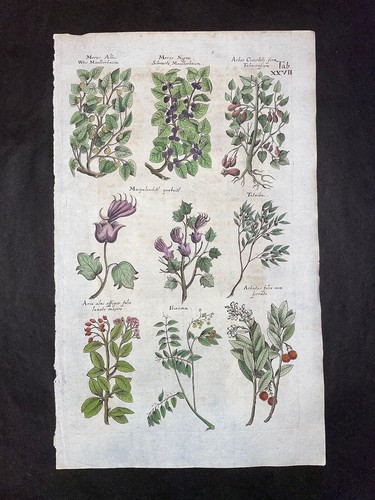 Jonston merian mulberry - merian,