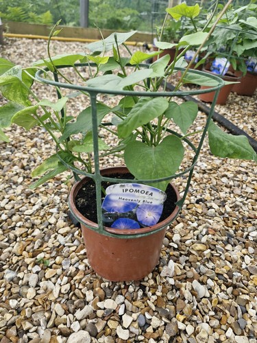 Ipomoea morning glory - x,