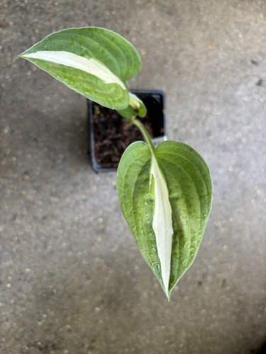 Hosta pin medium at - hosta,