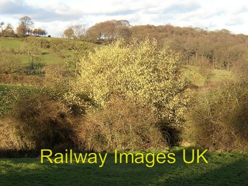 Photo catkins the range - photo,