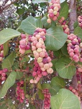 Seagrape from Tenerife - Coccoloba uvifera - 5+ seeds - Graines - Samen - Gx 101