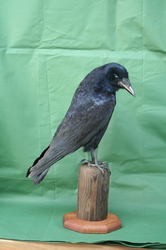 Taxidermy rook crow corvus - taxidermy,