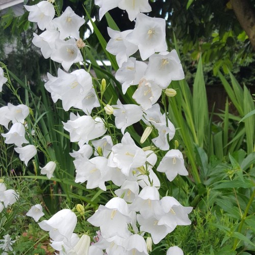 Campanula white persicifolia - white,