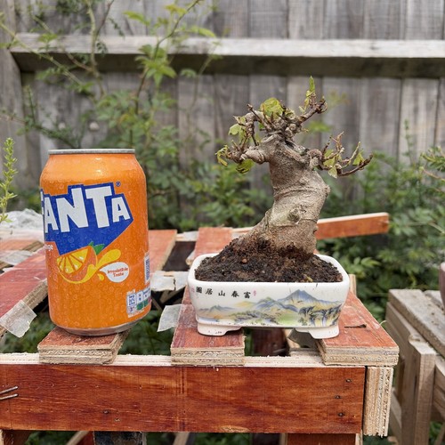 Mame trident maple bonsai tree - trident,