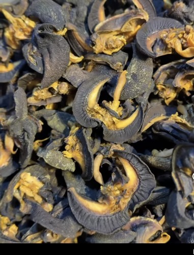 Dried snails africa giant - —-,